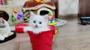 Котенок Микки пытается забраться в ведро. Котята Том и Винни.