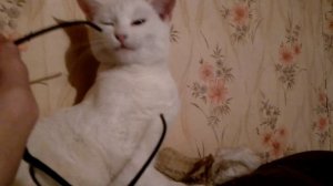 Кошка - Инопланетянка