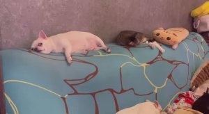 Доброго всем вечера и самой спокойной ночи.