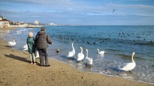 КРЫМ. Набережная Феодосии преображается: море, лебеди и долгожданный снос