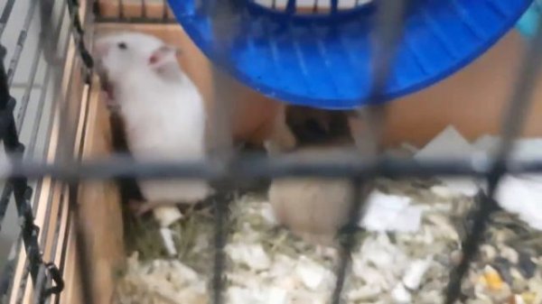 Переселение Белки с детьми в клетку — Another Worlds mp3