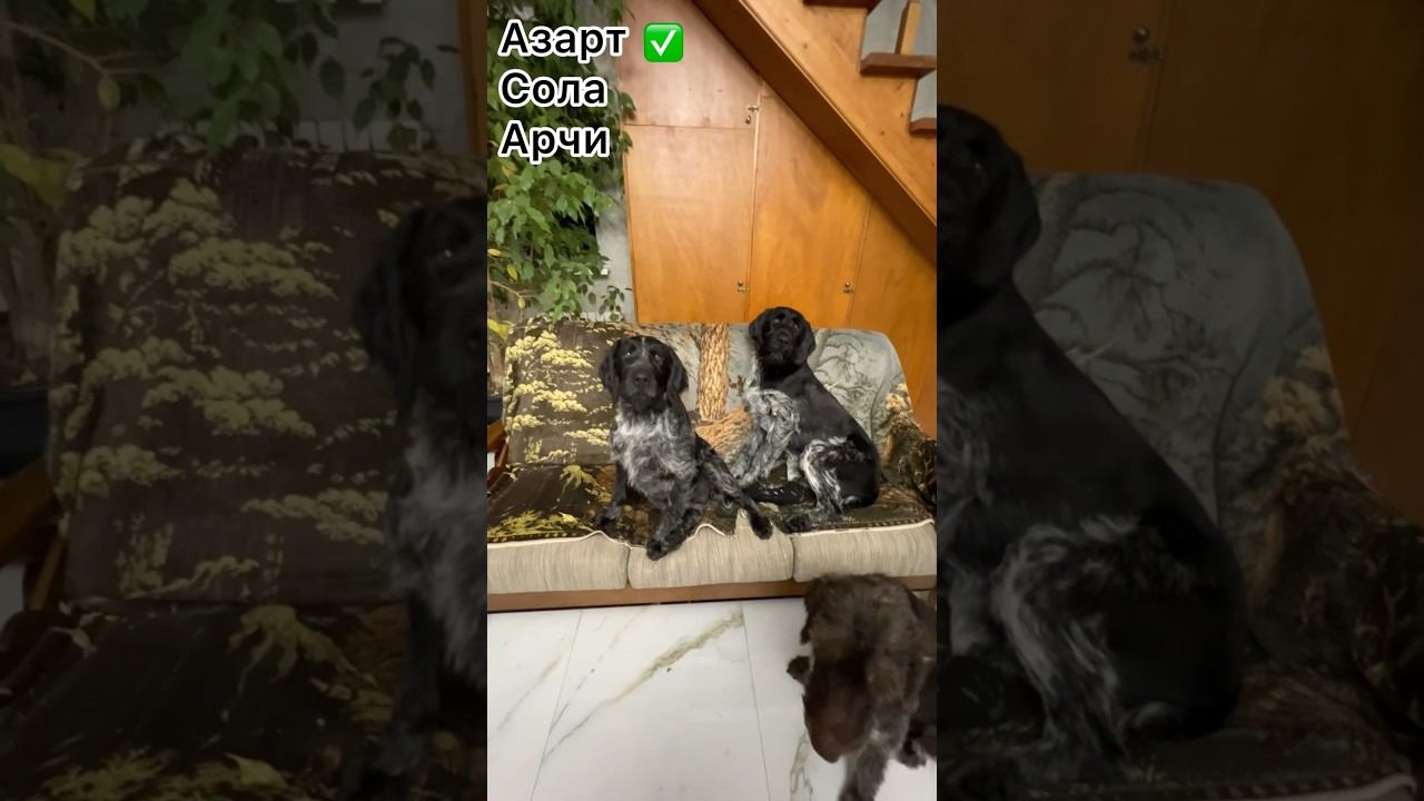 Развлекательное смотреть онлайн