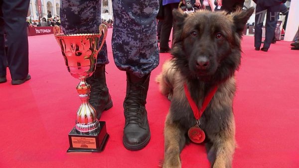 В рамках выставки "Лучшие собаки и кошки России" прошли межведомственные кинологические соревнования