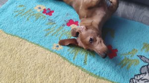 Я зашиваю игрушку весты