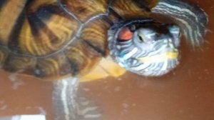 Красноухие черепахи 13 феврал 2026 года. Умная колонка Маруся рассказывает анекдоты.