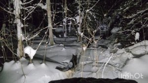 ВЕО, ЗАПАДНОСИБИРСКАЯ ЛАЙКА, ТАЙГА, ВЕЗДЕХОД ПЕРЕЛОМКА.