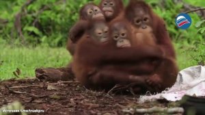 Жестокий метод: орангутанов-сирот пугают игрушечными змеями ради выживания