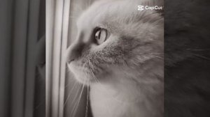 эдит про майнкрафт