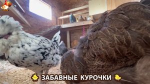 Забавные курочки несушки на сельском подворье 🤗😂😜 (109)