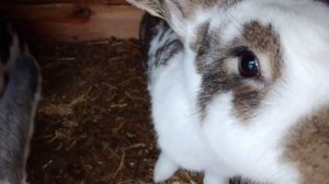 Еда ножки Буша и молочные гренки/Небольшое приобретение/Милые животные.