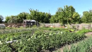 Коршун и сороки