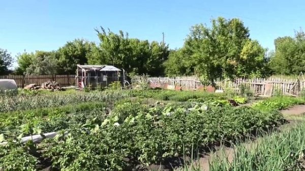 Коршун и сороки