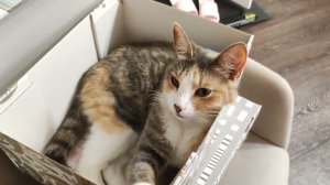 Уборка #467 доразбор шкафов)