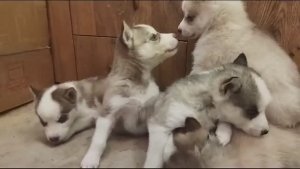 Пояснил Перун - Чуру