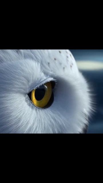 #анимация #животные #птицы #анималистика #природа #любовь_к_животным #забавные_птицы