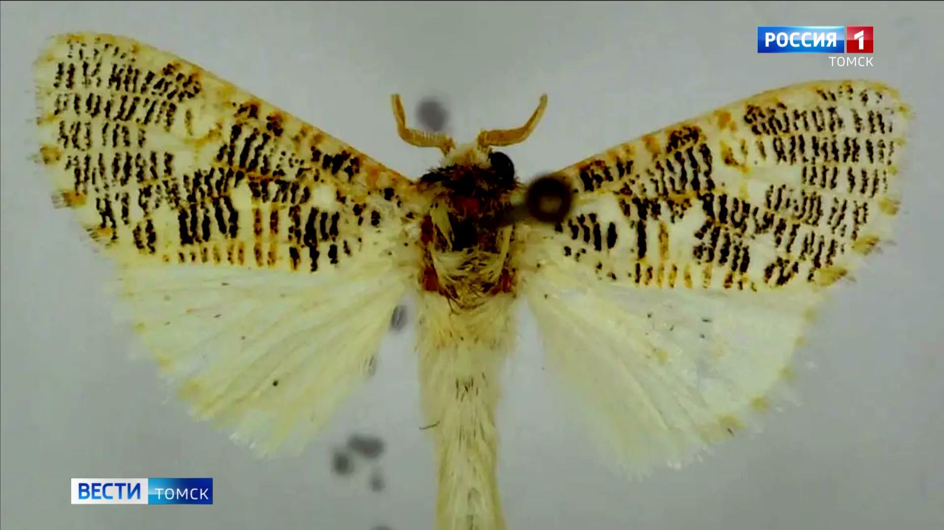 Вести-Томск, выпуск от 12.02.2026 21:10 смотреть онлайн