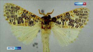 Вести-Томск, выпуск от 12.02.2026 21:10