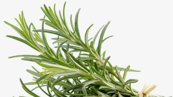 Как посеять семена Розмарина на рассаду