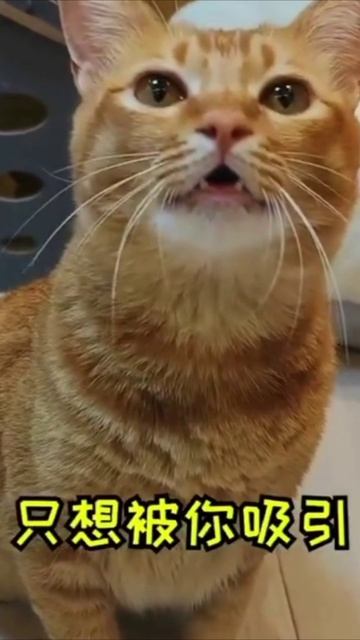 Смешные коты #109-8