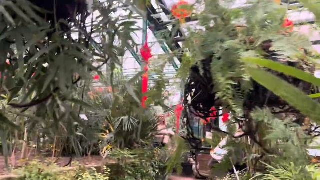 Чудо среди зимы! Шикарные орхидеи в аптекарском огороде смотреть онлайн