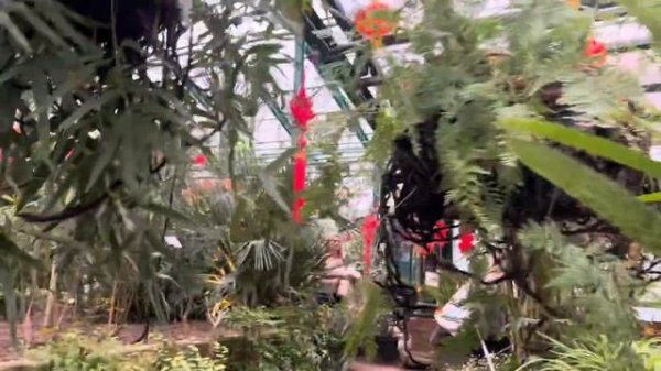 Чудо среди зимы! Шикарные орхидеи в аптекарском огороде