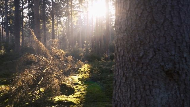 Прогулка в лесу смотреть онлайн