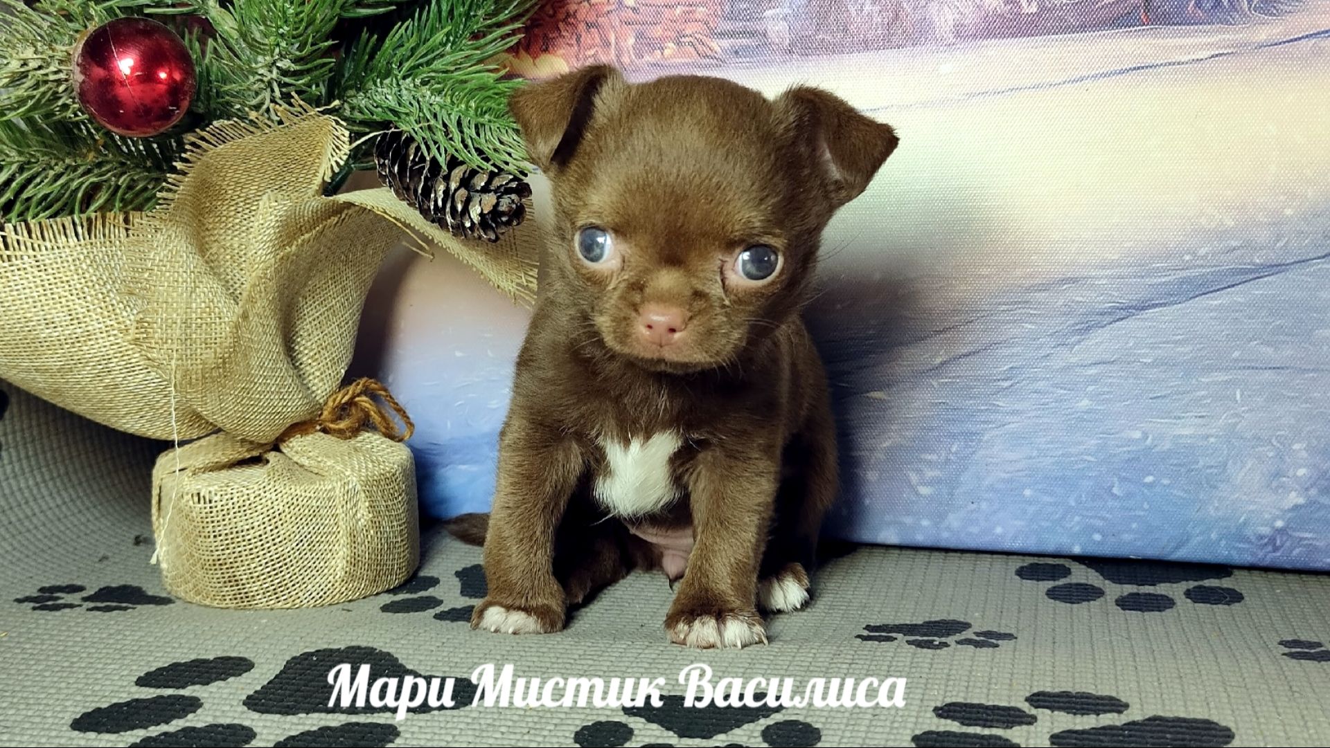 Вива нашла НОВЫЙ дом 13/02/26 #микро_чихуахуа ждут Вас ,Геркулес и #мини Василиса #продаю_щенков смотреть онлайн