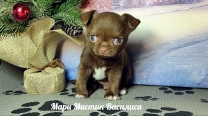 Вива нашла НОВЫЙ дом 13/02/26 #микро_чихуахуа ждут Вас ,Геркулес и #мини Василиса #продаю_щенков