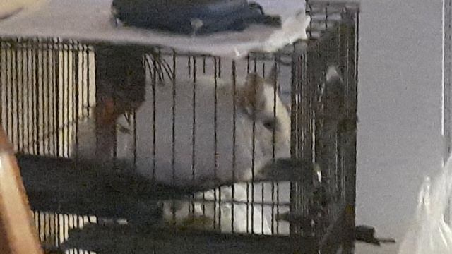 Шиша смотреть онлайн