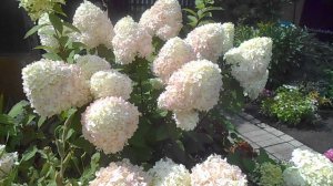 Как мы вырастили гортензию СИЛЬВЕР ДОЛЛАР