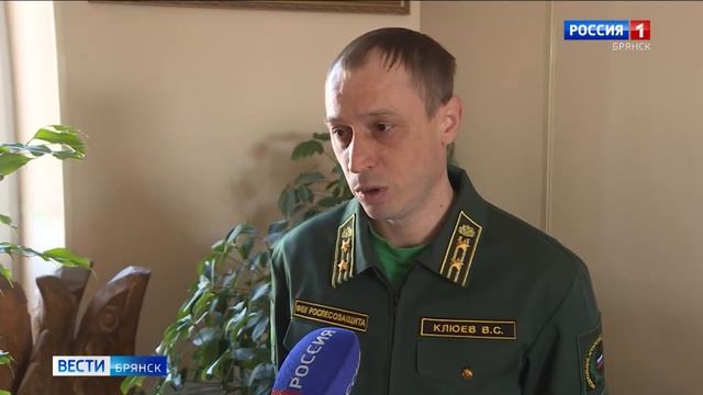 В брянских лесах началась санитарная вырубка повреждённых деревьев