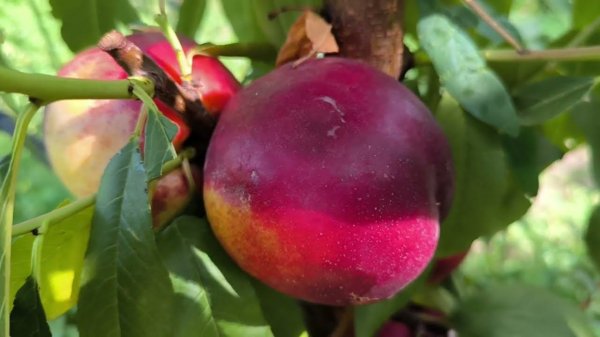 Сорт нектарина Венус