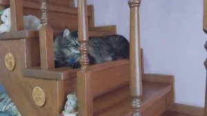 ✅️Пятница Тринадцатое. 🐈⬛❗️