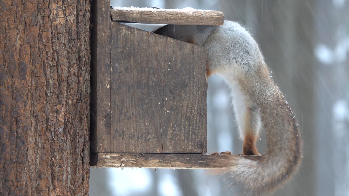 Снегопад. Кормлю белок. Зарисовка смотреть онлайн