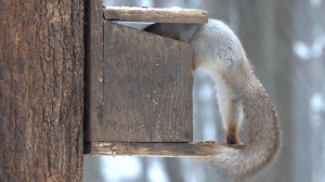 Снегопад. Кормлю белок. Зарисовка