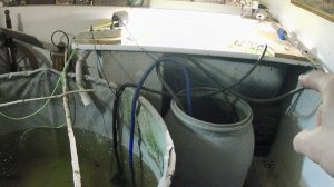 Форель в домашних условиях. Чем кормить. Овсянка и каши на корм форели.