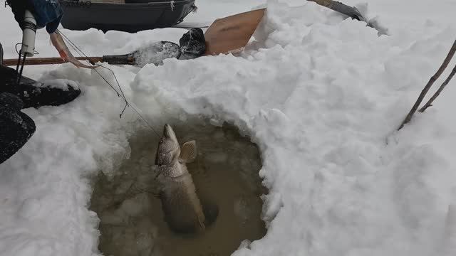 Жерлицы проверка . 7 день. смотреть онлайн