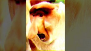 обезьяна патамин