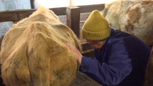 Бэтэринээр түбүктээх үлэтэ. «Дойдум дьоно»