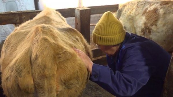 Бэтэринээр түбүктээх үлэтэ. «Дойдум дьоно»