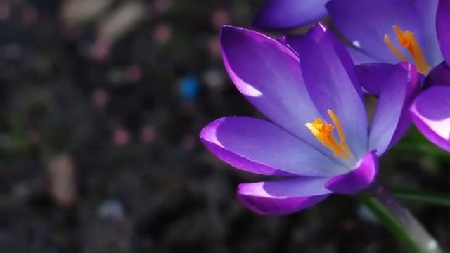 Удивительный сосед