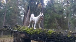 Посорка белки