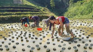 Сбор улиток на илистых полях для продажи на рынке — уход за плантацией сахарного тростника