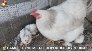 Цыплята и Курочки селяночки лучшие беспородные несушки 🥚 (440)