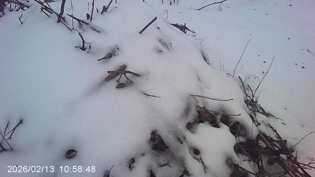 Наша компостная куча зимой