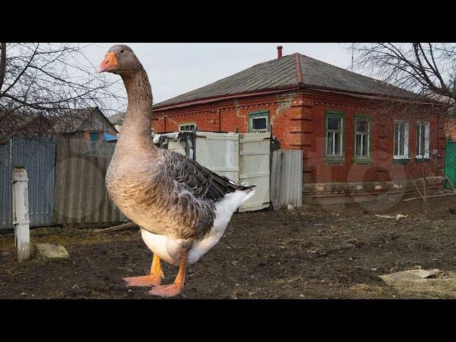 Как я дом с гусем покупал!