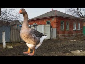 Как я дом с гусем покупал!