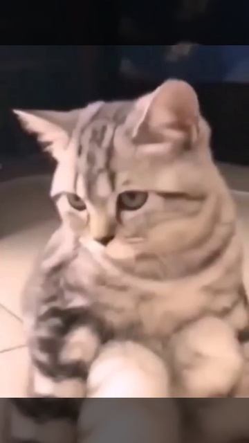 Котокомедия смотреть онлайн