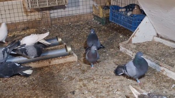 1000108321.mp4 Голуби И.Т.