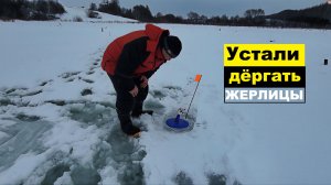 Рука устала - дёргать ЖЕЛИЦЫ со ЩУКАМИ!!!  Зимняя рыбалка на Запретном пруду! Михалыч!